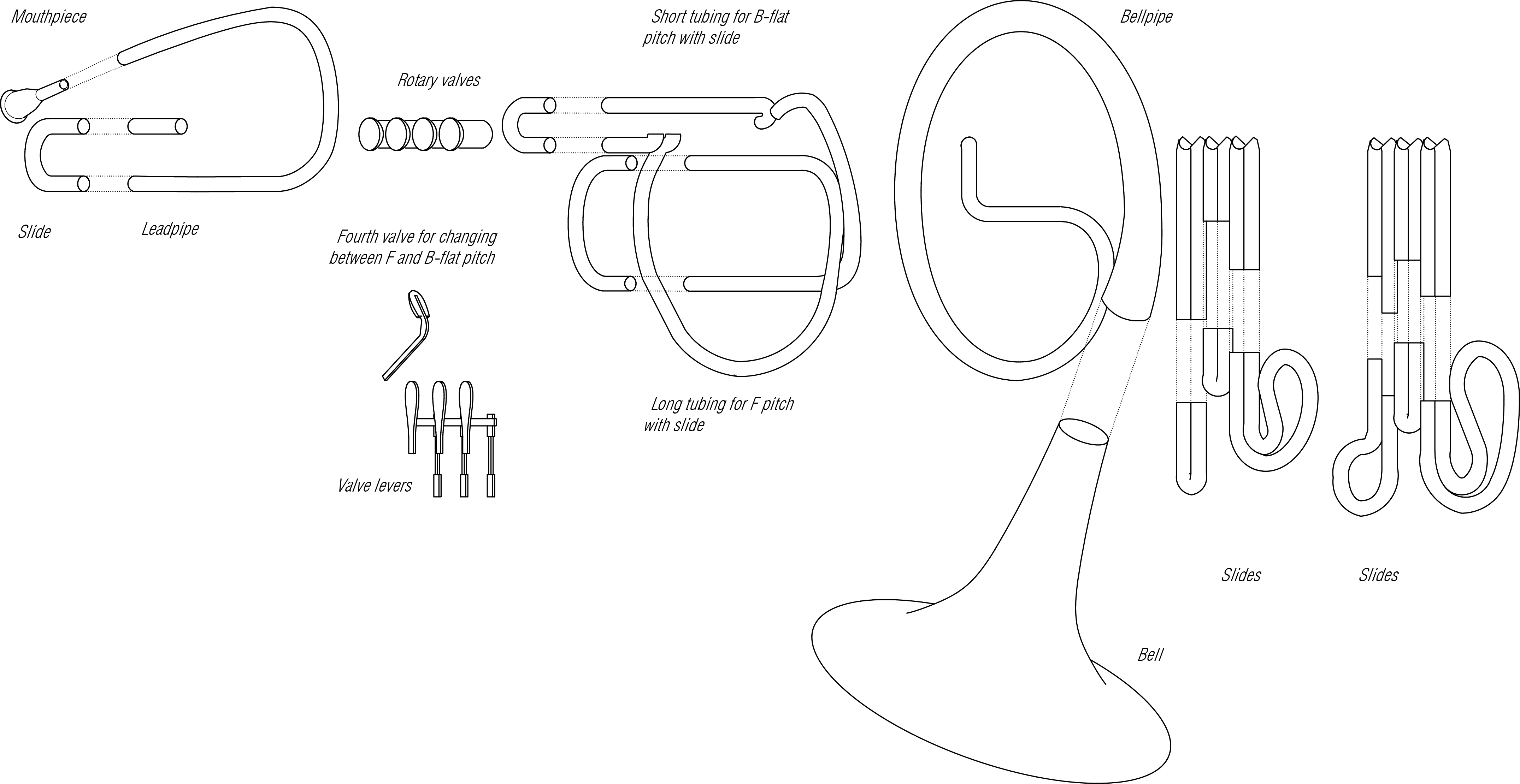 horn-axon